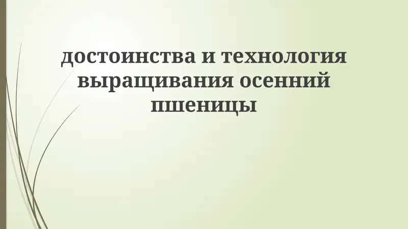 Технология выращивания осенней пшеницы 1