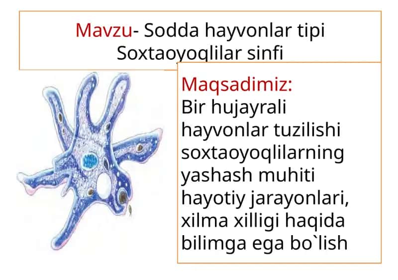 Soxtaoyoqlilarsinfi 1