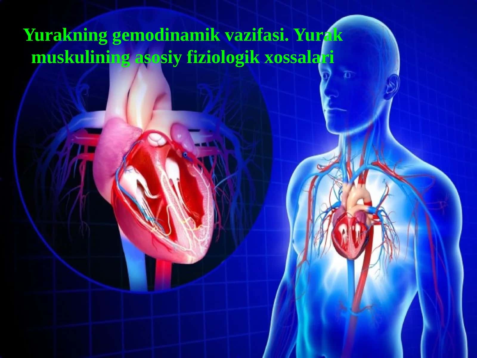Yurakning gemodinamik vazifasi 1