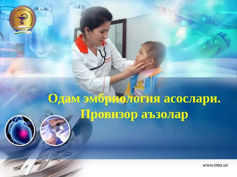 Одам эмбриология асослари. Провизор аъзолар 1