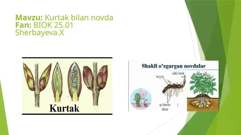 Kurtak bilan novda 1