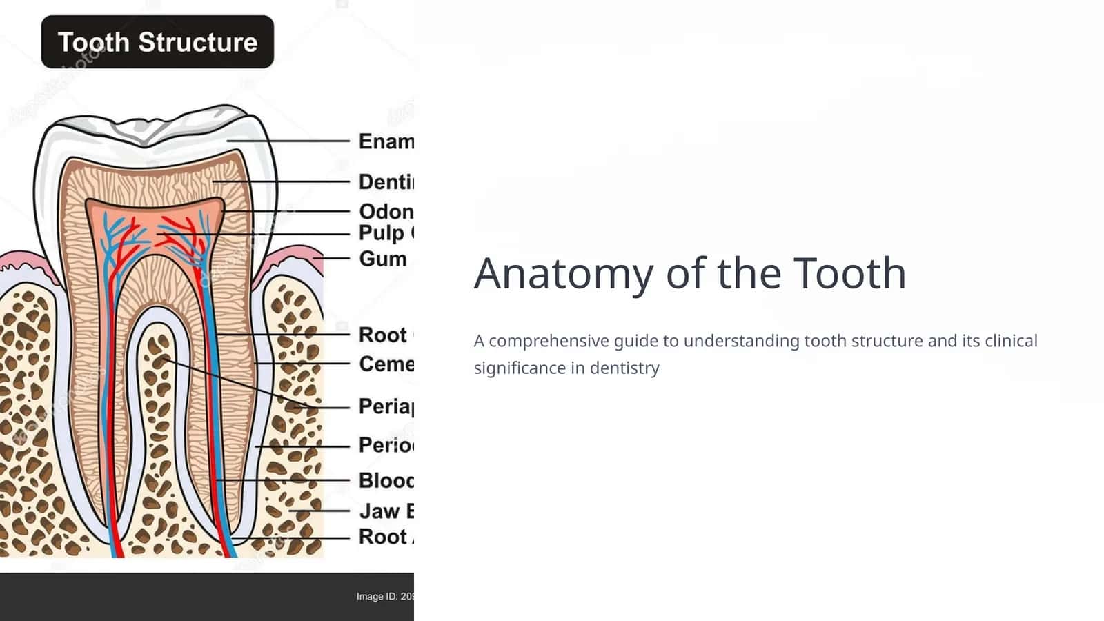 Anatomy of the Tooth 1