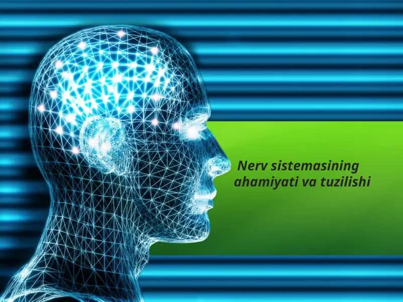 Nerv sistemasining ahamiyati va tuzilishi 1