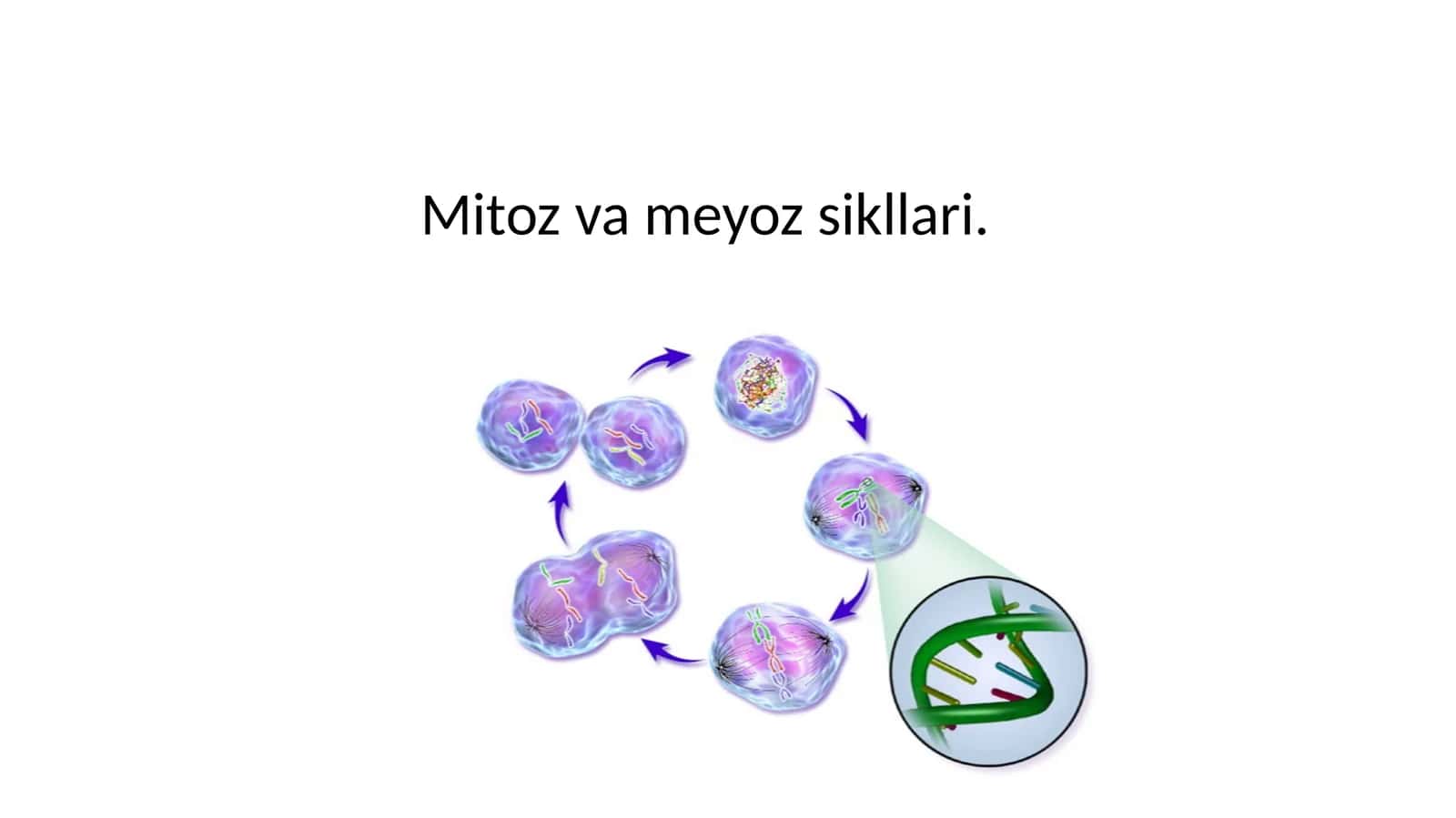 Mitoz va meyoz sikllari 1