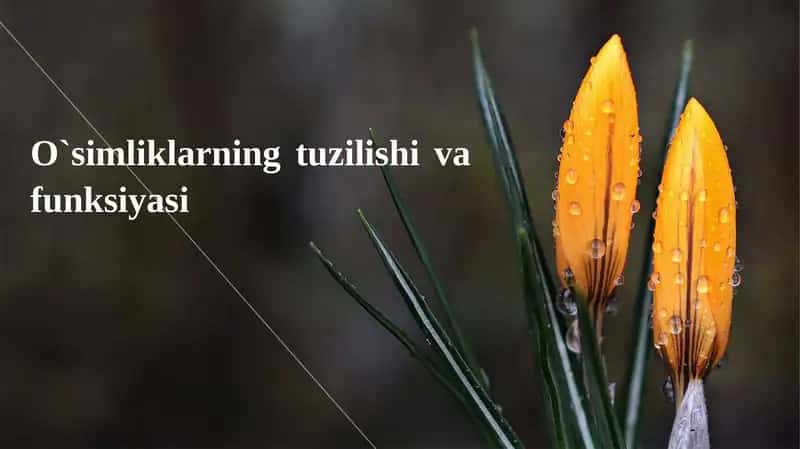 O`simliklarning tuzilishi va funksiyasi 1