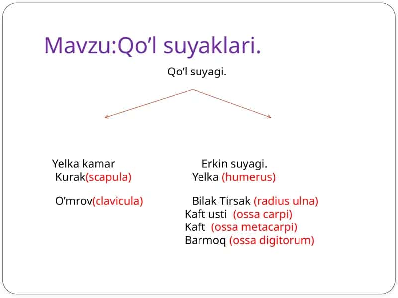 Qo’l suyaklari 1