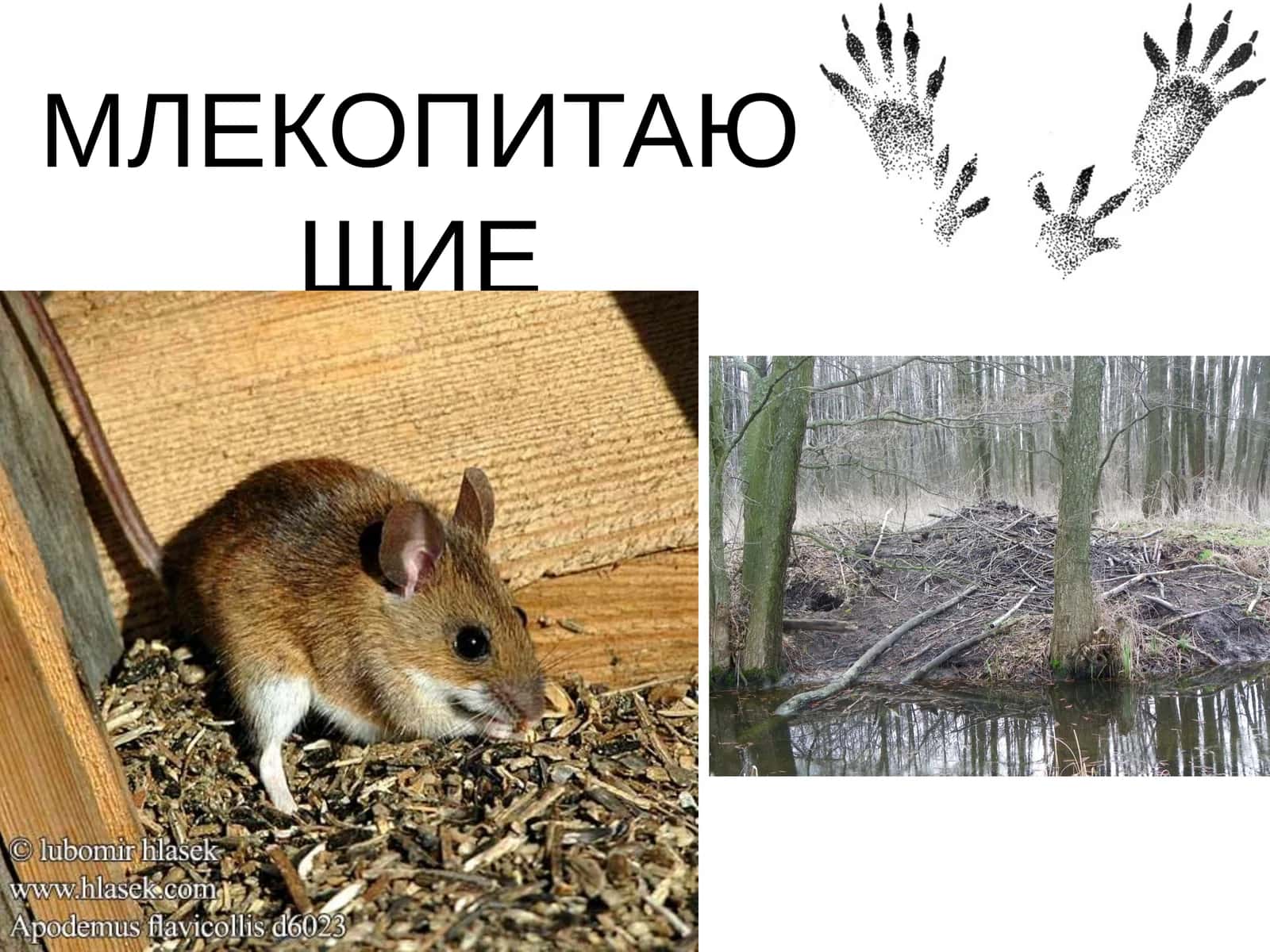 МЛЕКОПИТАЮЩИЕ 1