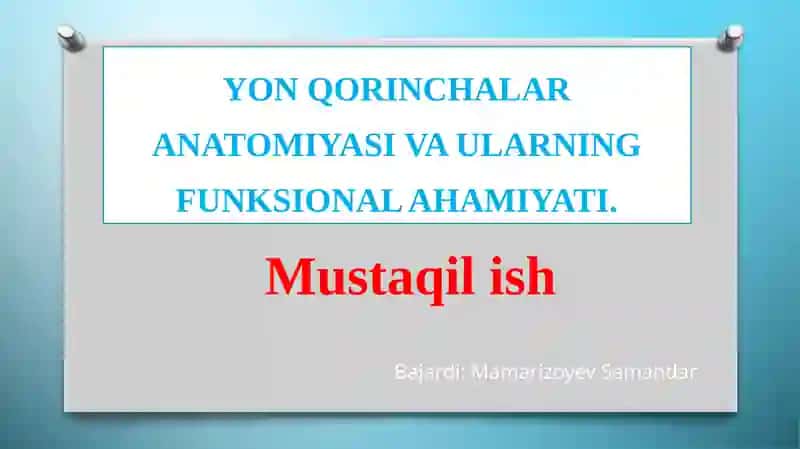Yon qorinchalar anatomiyasi