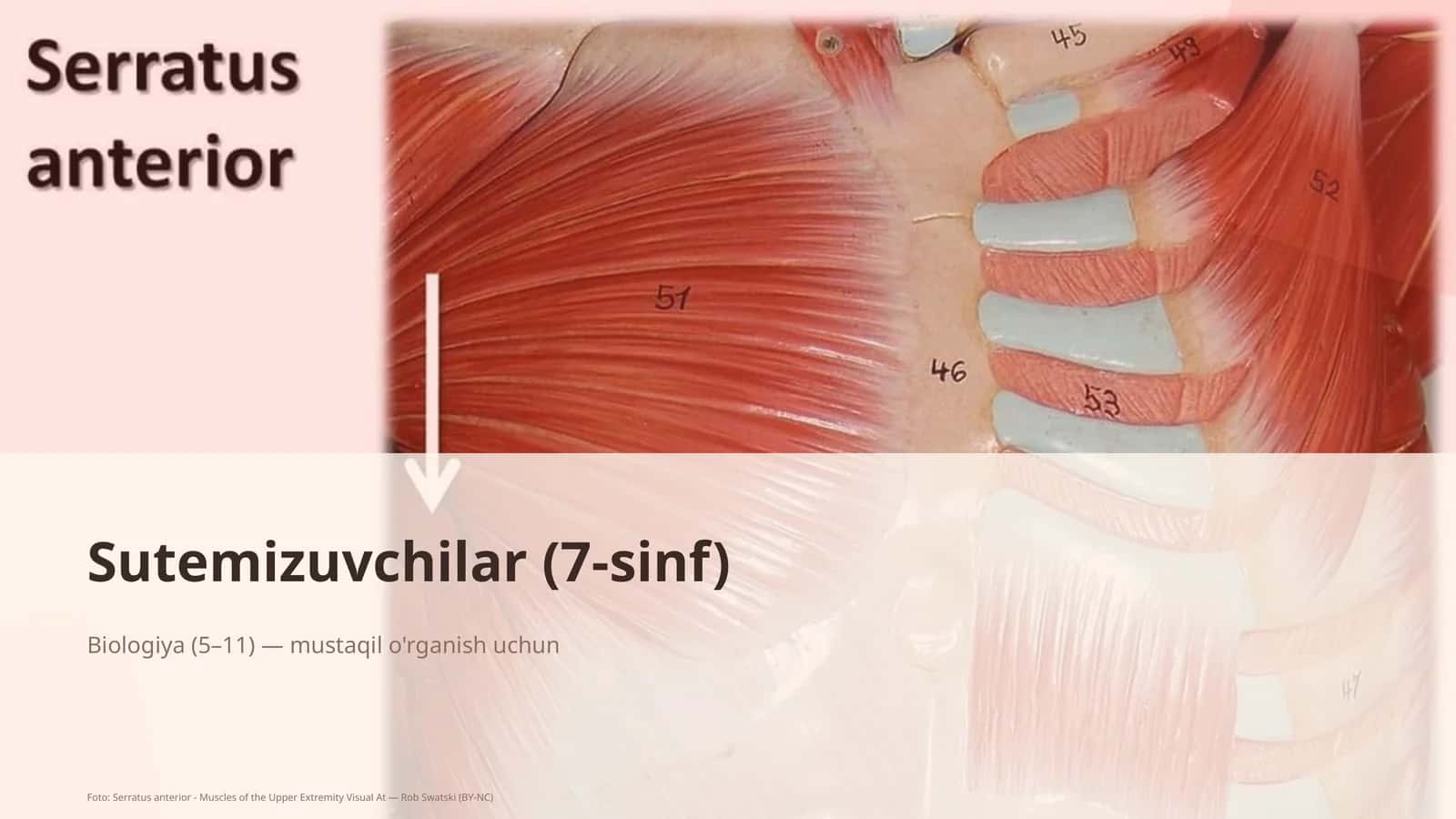 Sutemizuvchilar (7-sinf) 1