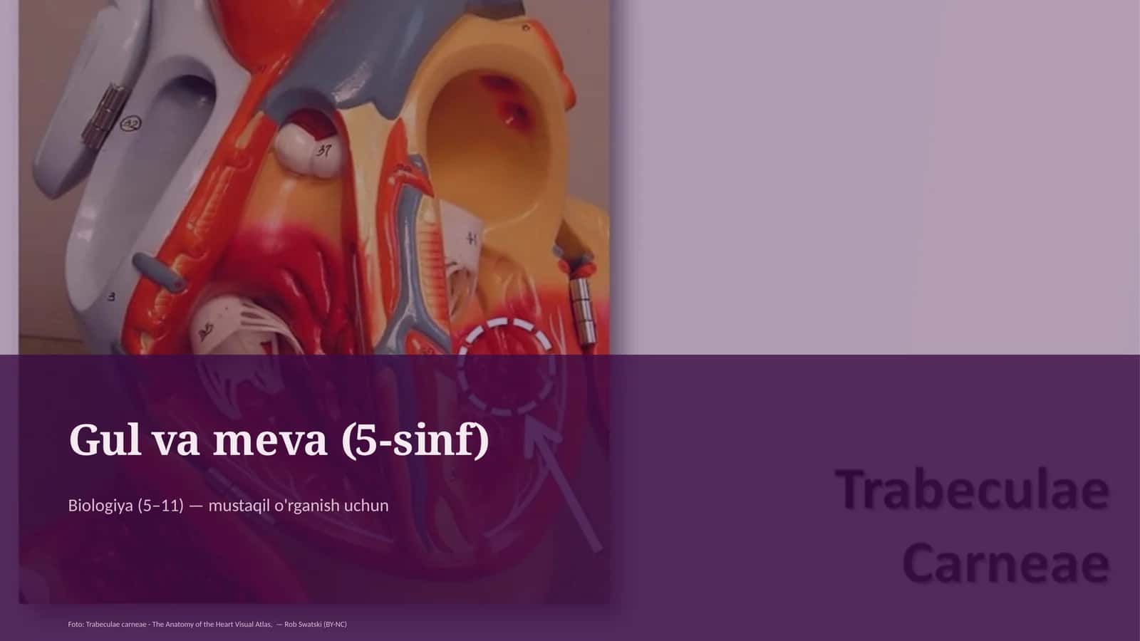 Gul va meva (5-sinf) 1