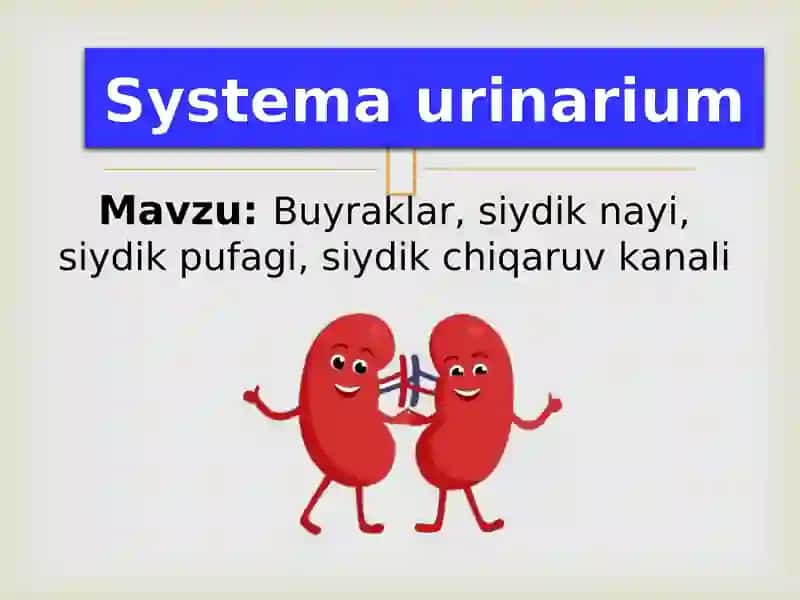 Systemaurinarium