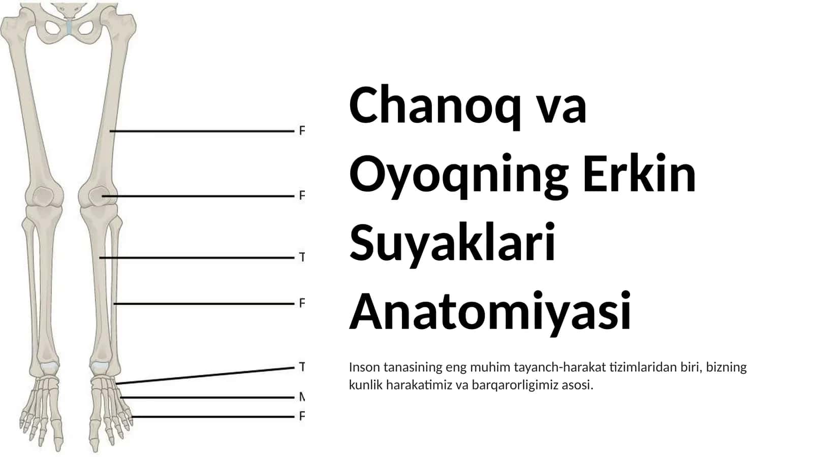 Chanoq va Oyoqning Erkin Suyaklari Anatomiyasi 1