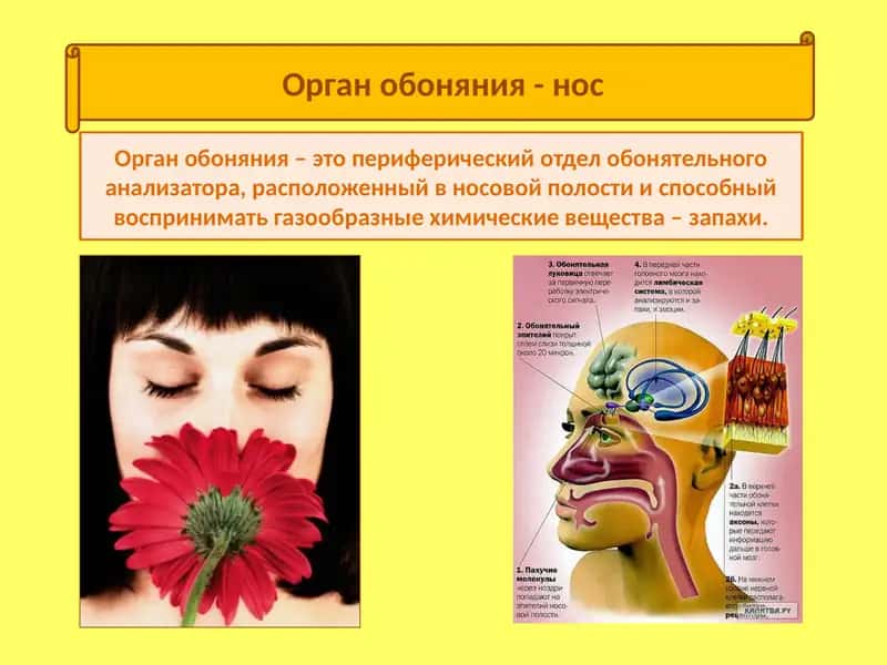 Орган обоняния - нос 1