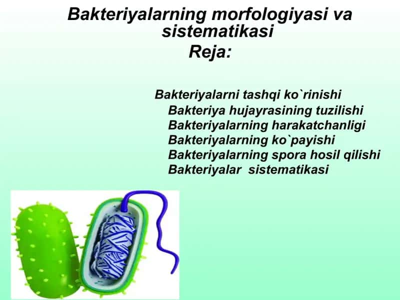 Bakteriyalar va ularning morfologiyasi 1