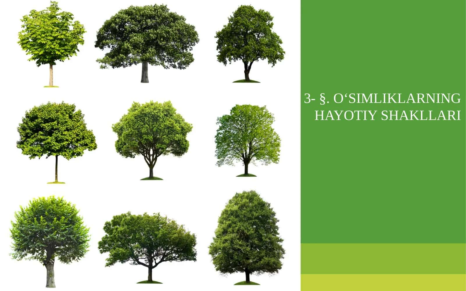 O‘SIMLIKLARNING HAYOTIY SHAKLLARI 1