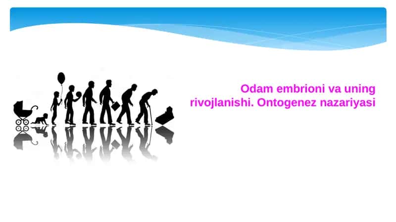 Embriogenez bosqichlari 1