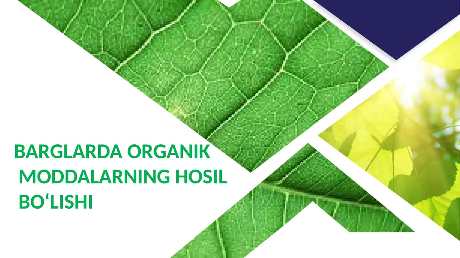 BARGLARDA ORGANIK MODDALARNING HOSIL BO‘LISHI 1