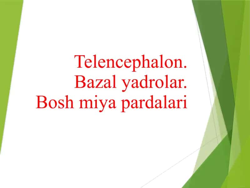 Telencephalon. Bazal yadrolar. Bosh miya pardalari теленцефалон бош мия пардалари базал ядролар 1