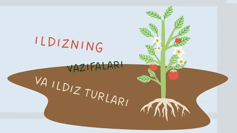 Ildiz vazifalari va ildiz turlari. 1