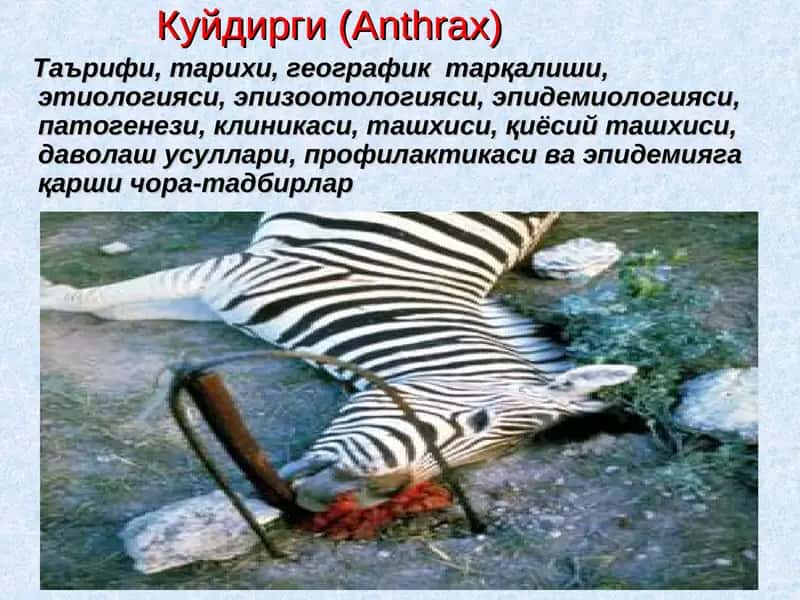 Куйдирги(Anthrax) 1