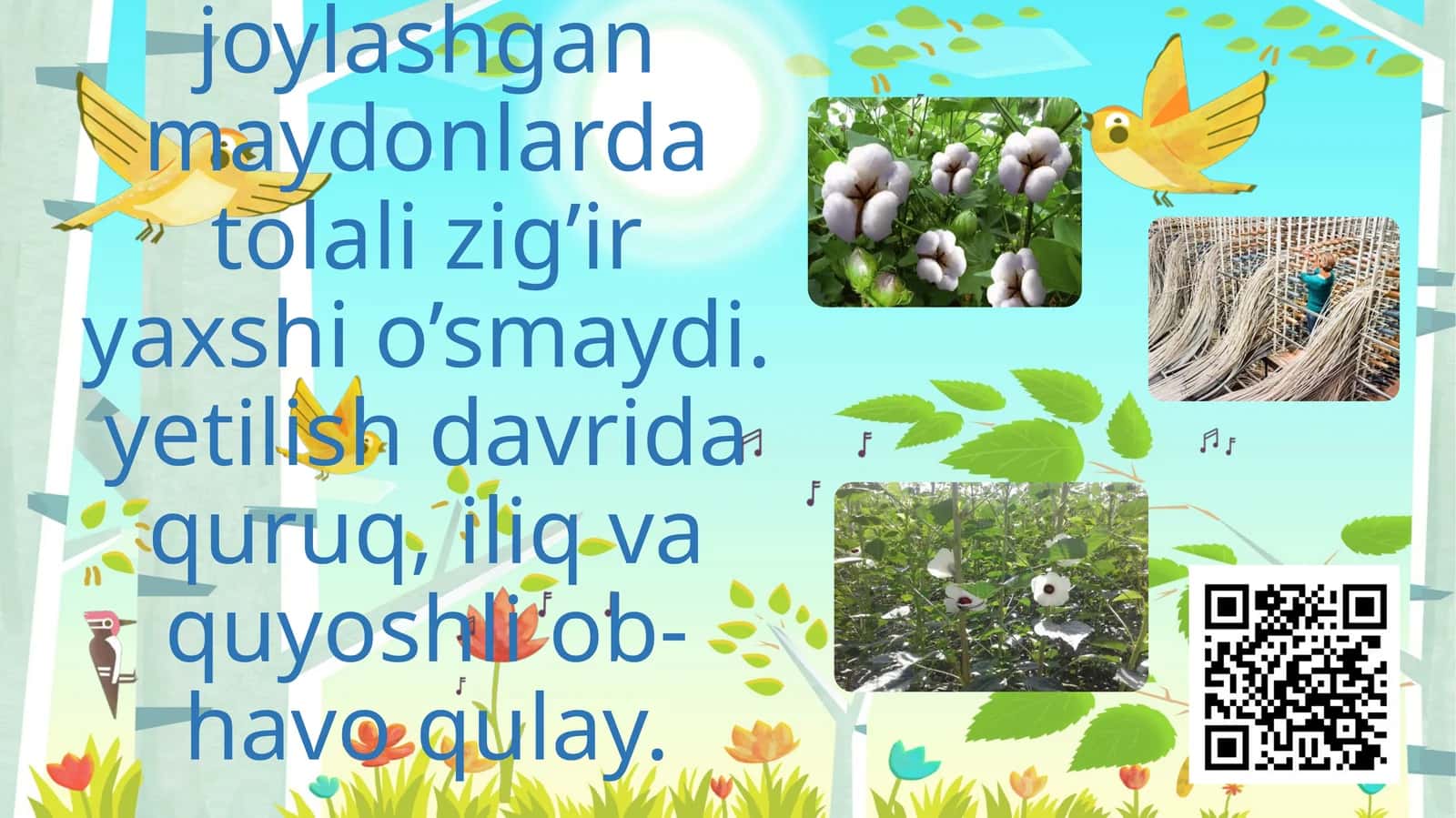 Tolali ekinlar 1