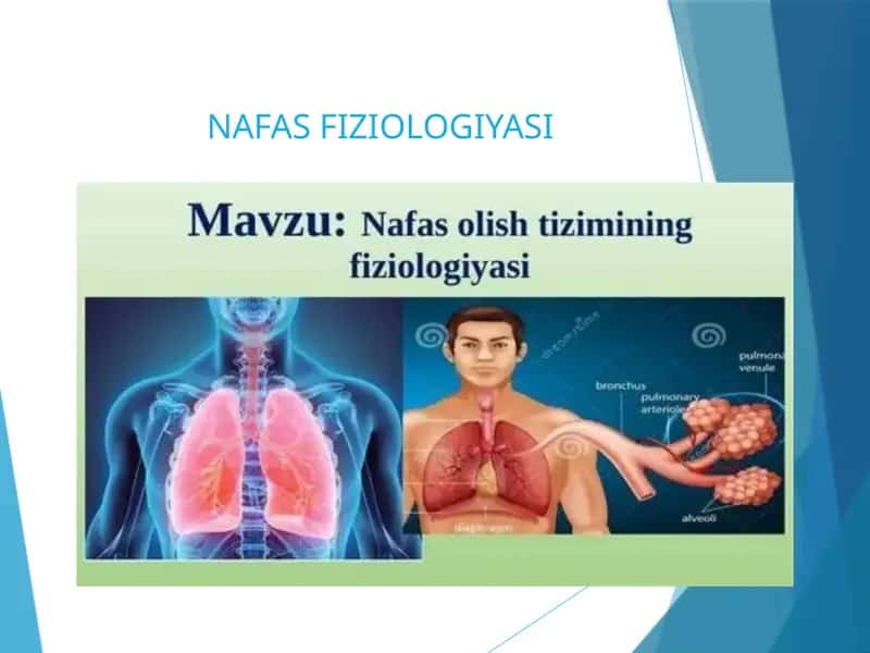 NAFAS FIZIOLOGIYASI 1