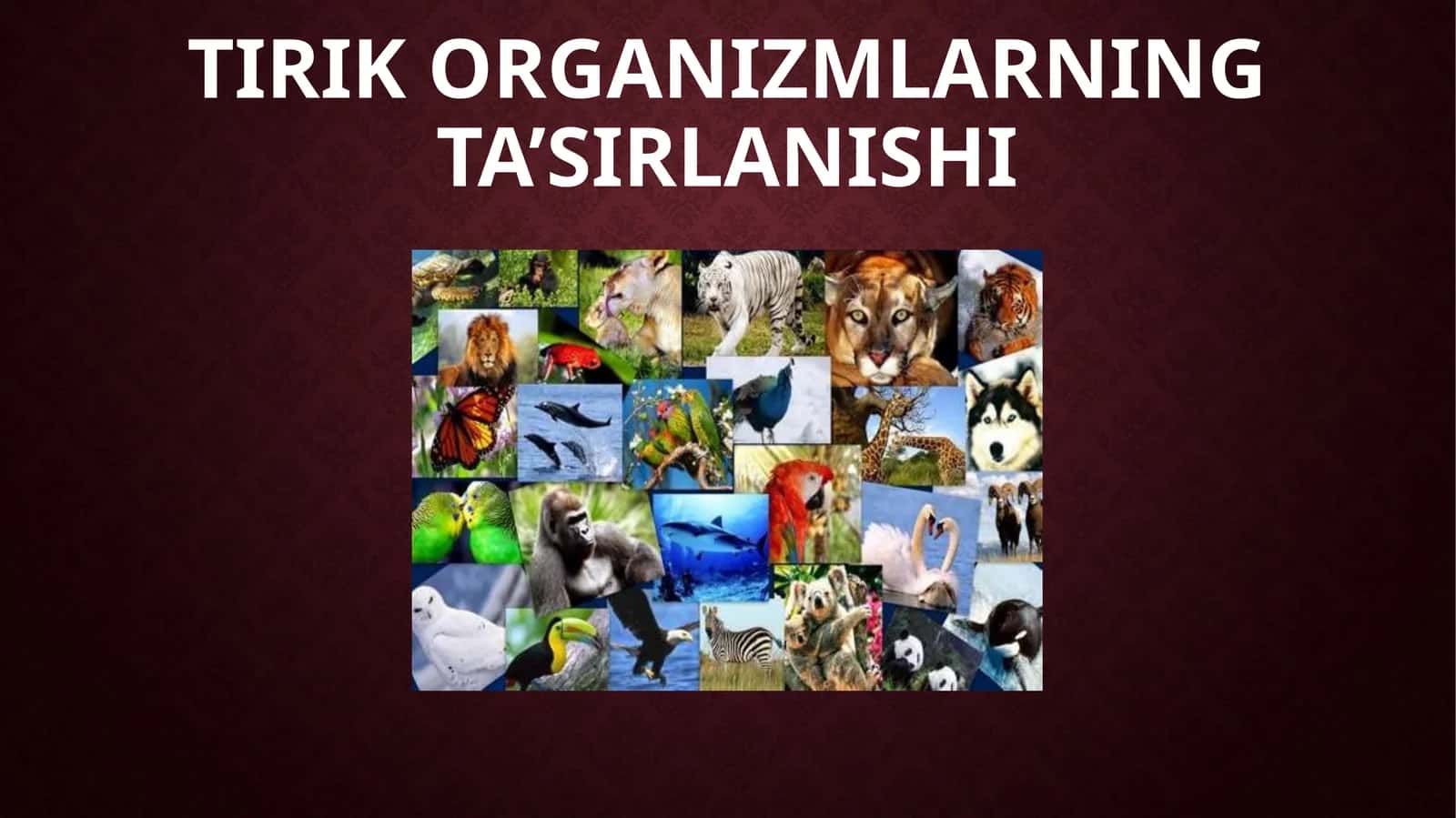 TIRIK ORGANIZMLARNING TA’SIRLANISHI 1