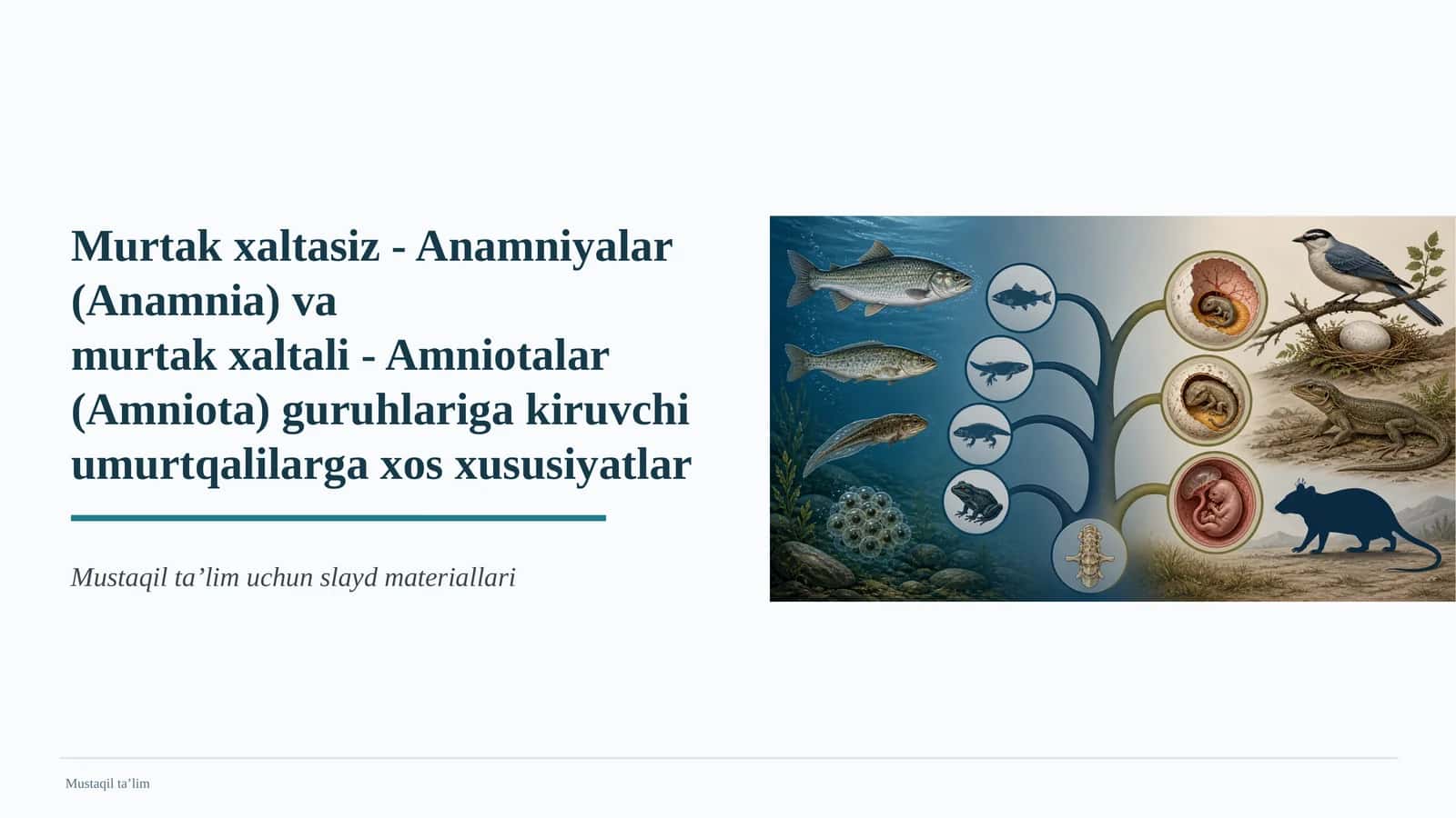 Umurtqalilarda embrional rivojlanish mezoni 1