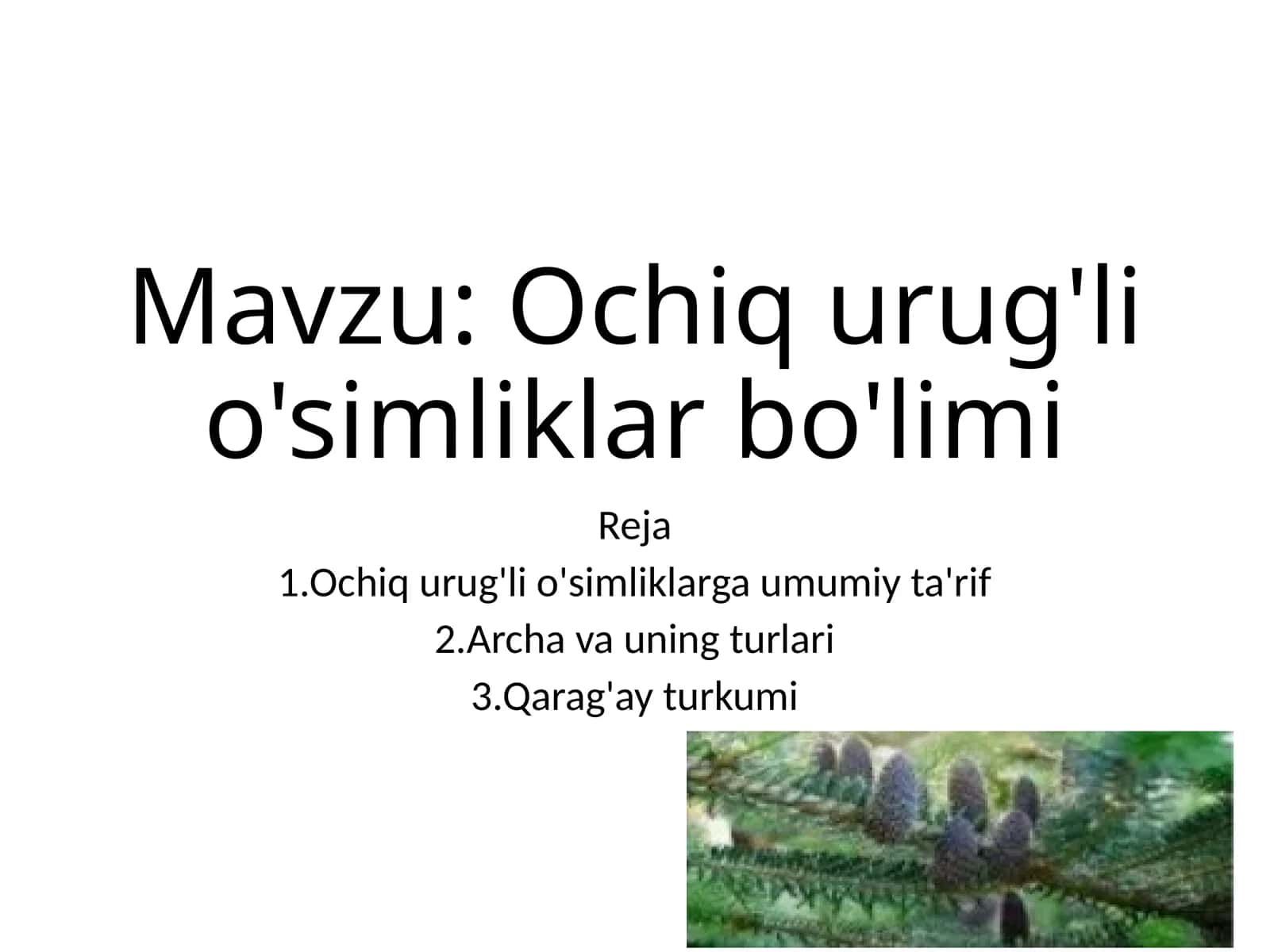 Ochiq urug'li o'simliklar 1