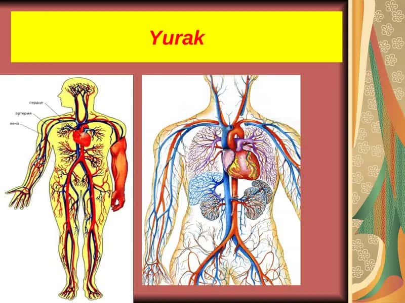 Yurak 1