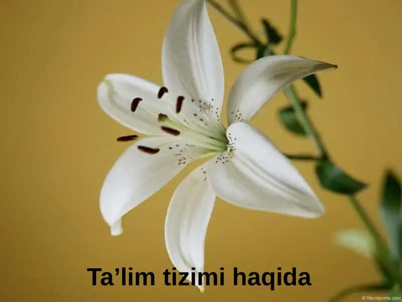 Ta’lim tizimi haqida 1