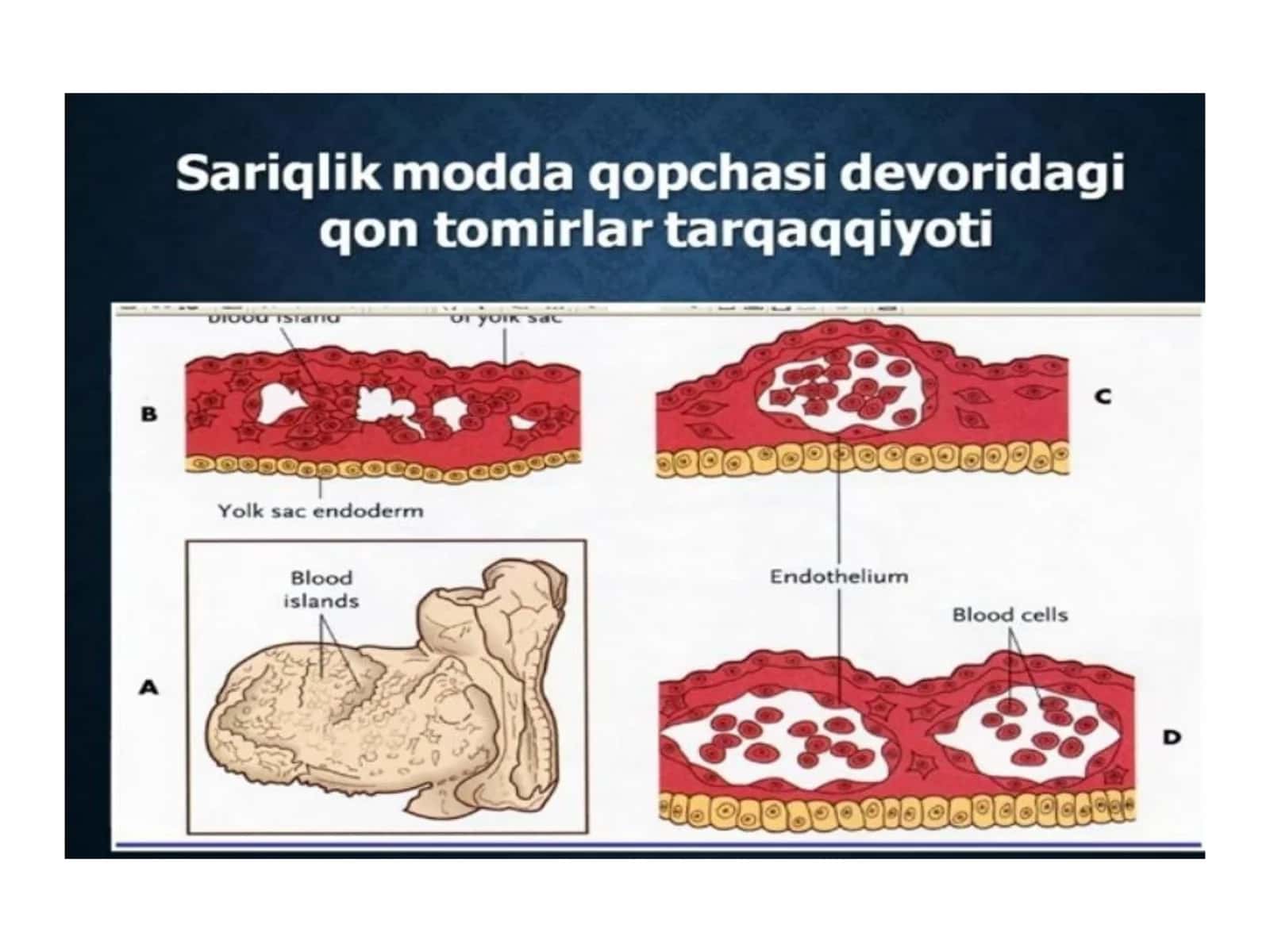 Arteriya 1