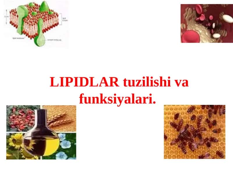 LIPIDLAR tuzilishi va funksiyalari. 1