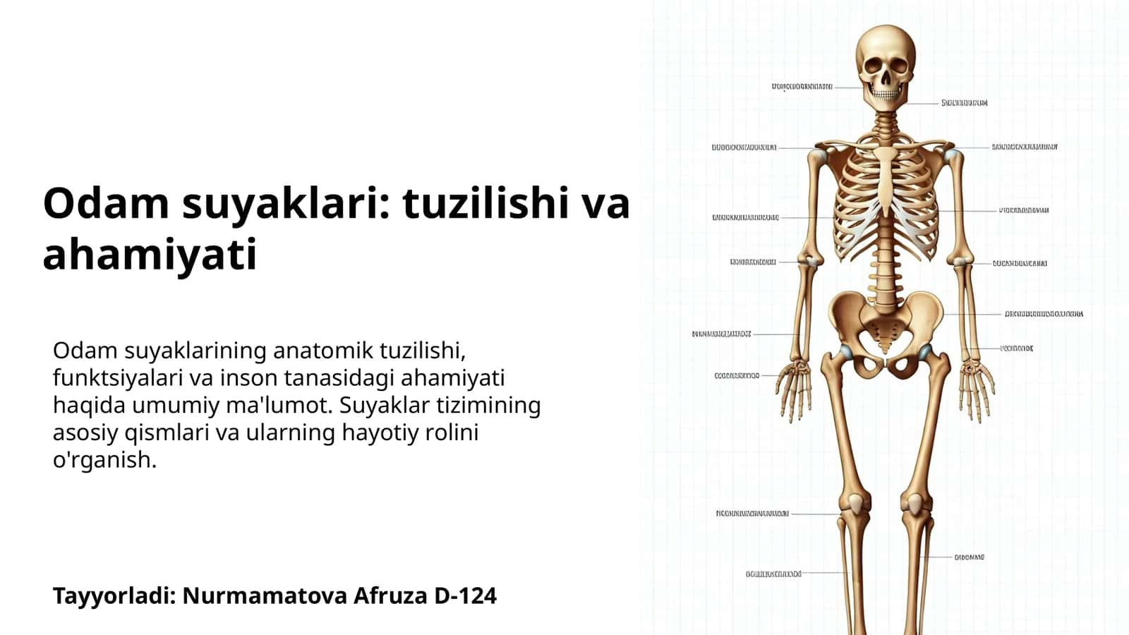 Odam suyaklari: tuzilishi va ahamiyati 1