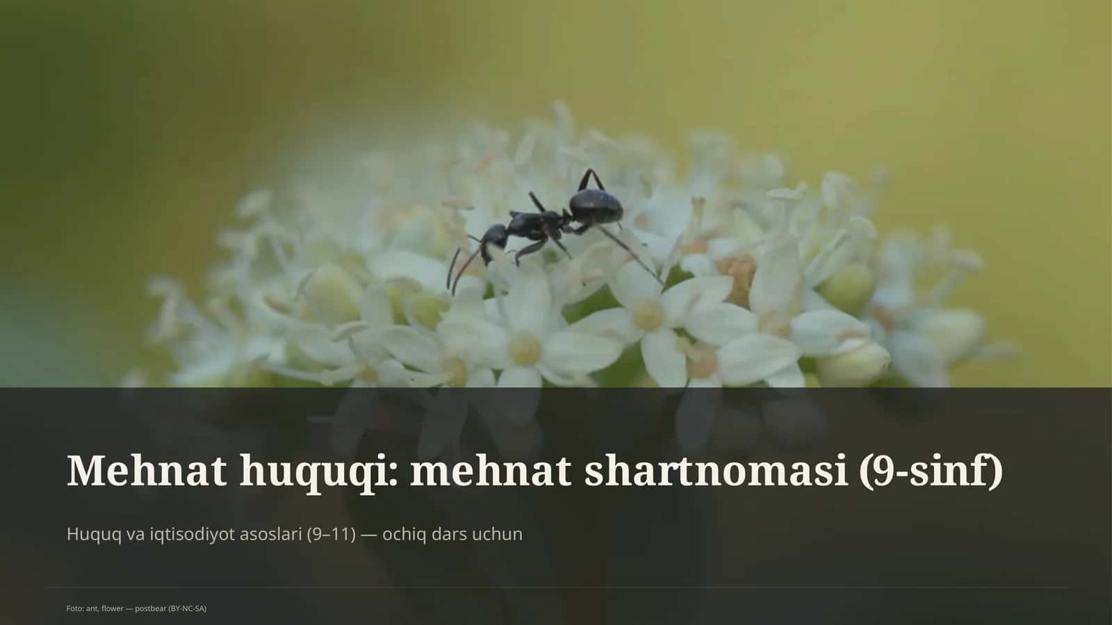 Mehnat huquqi: mehnat shartnomasi (9-sinf) 1