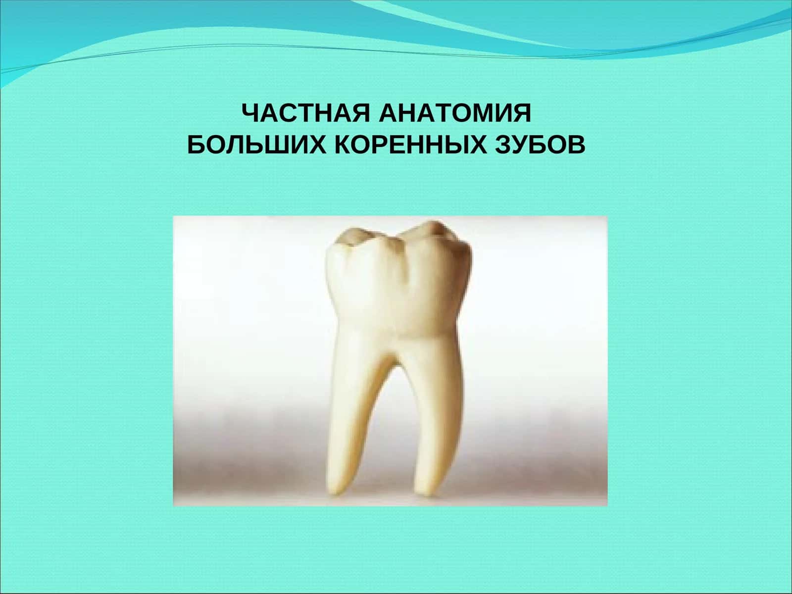 БОЛЬШИХ КОРЕННЫХ ЗУБОВМОЛЯРЫ (DENTES MOLARES) 1