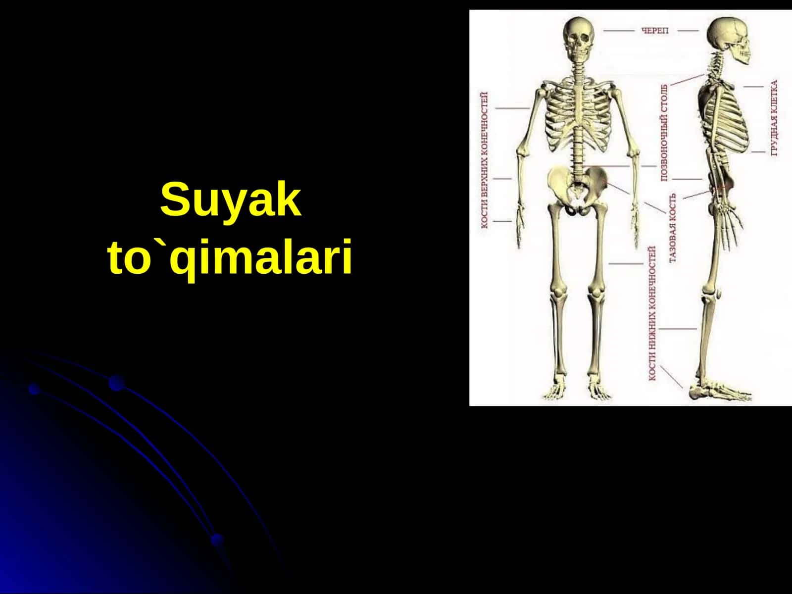 Suyak to`qimalari 1