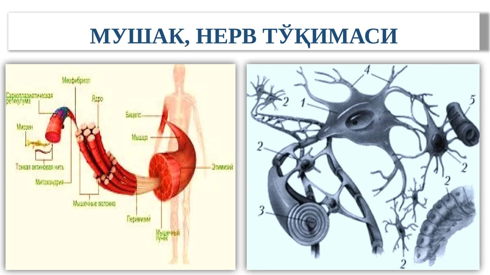 МУШАК, НЕРВ ТЎҚИМАСИ 1