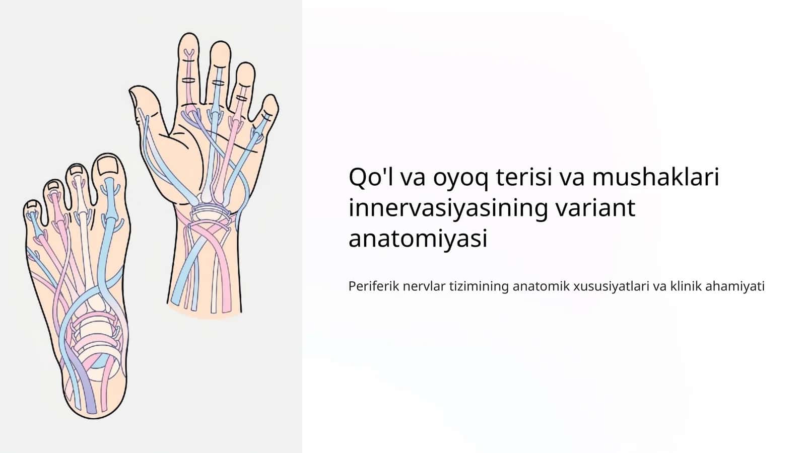 Qo'l va oyoq terisi va mushaklari innervasiyasining variant anatomiyasi 1