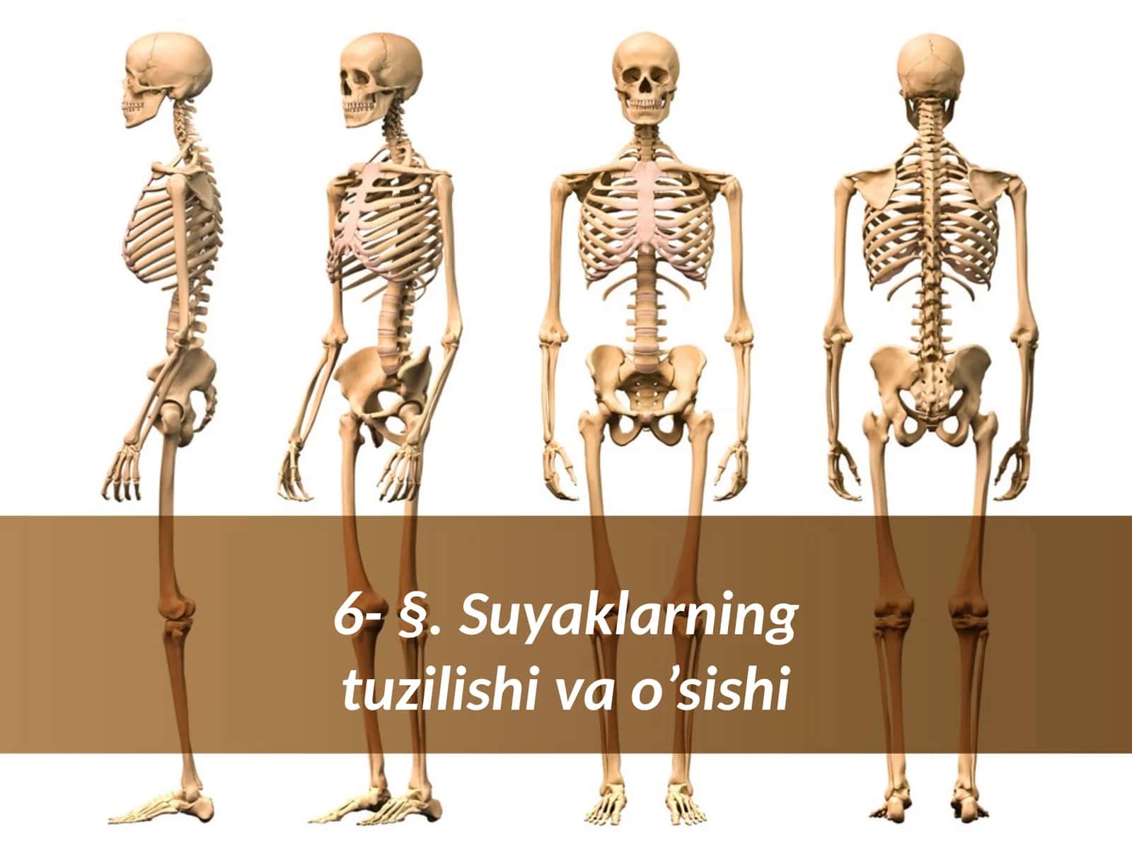 §.Suyaklarning tuzilishi va o‘Sishi 1