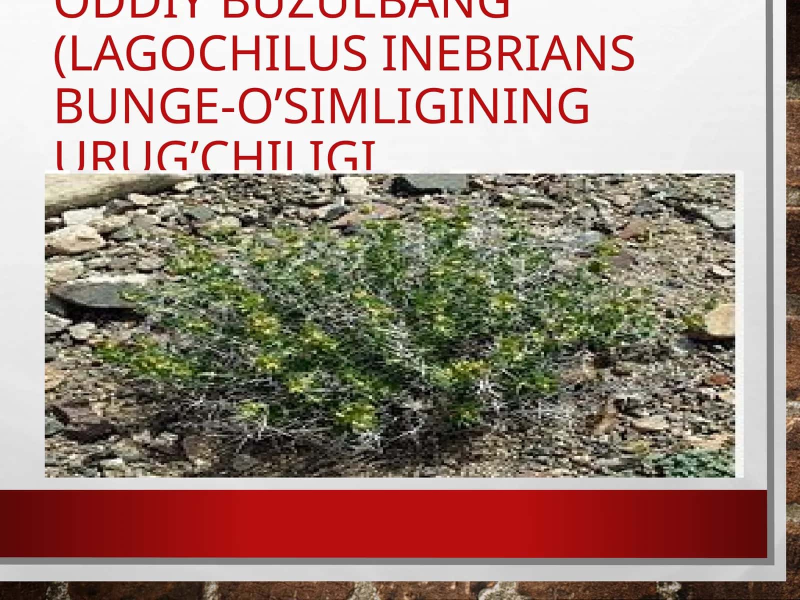 Oddiy Buzulbang (Lagochilus inebrians Bunge) 1