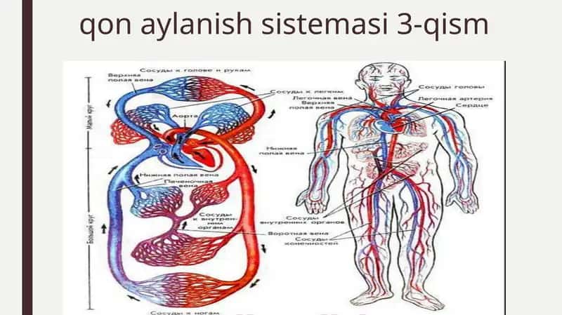 qonaylanish sistemasi 3-qism 1