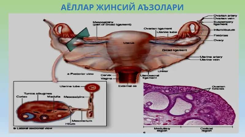 АЁЛЛАР ЖИНСИЙ АЪЗОЛАРИ 1