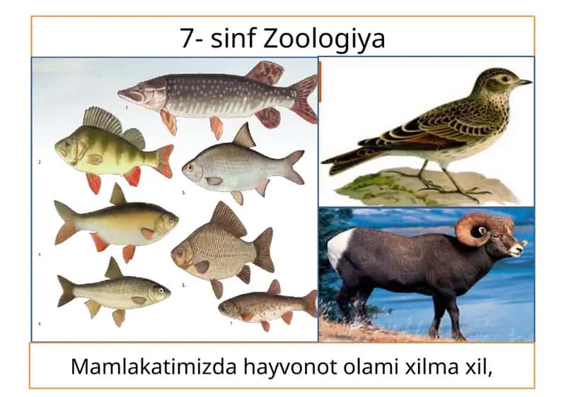 Mamlakatimizda hayvonot olami xilma xil, 1