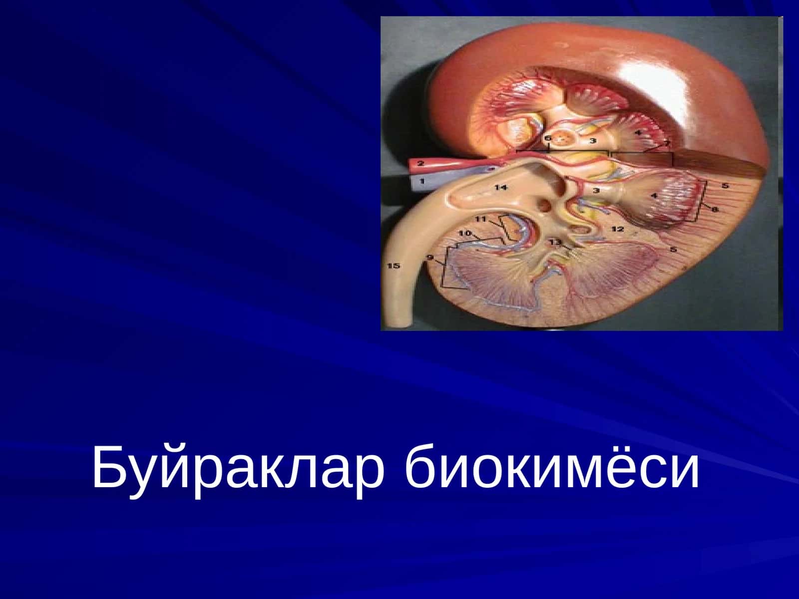 Буйраклар биокимёси 1