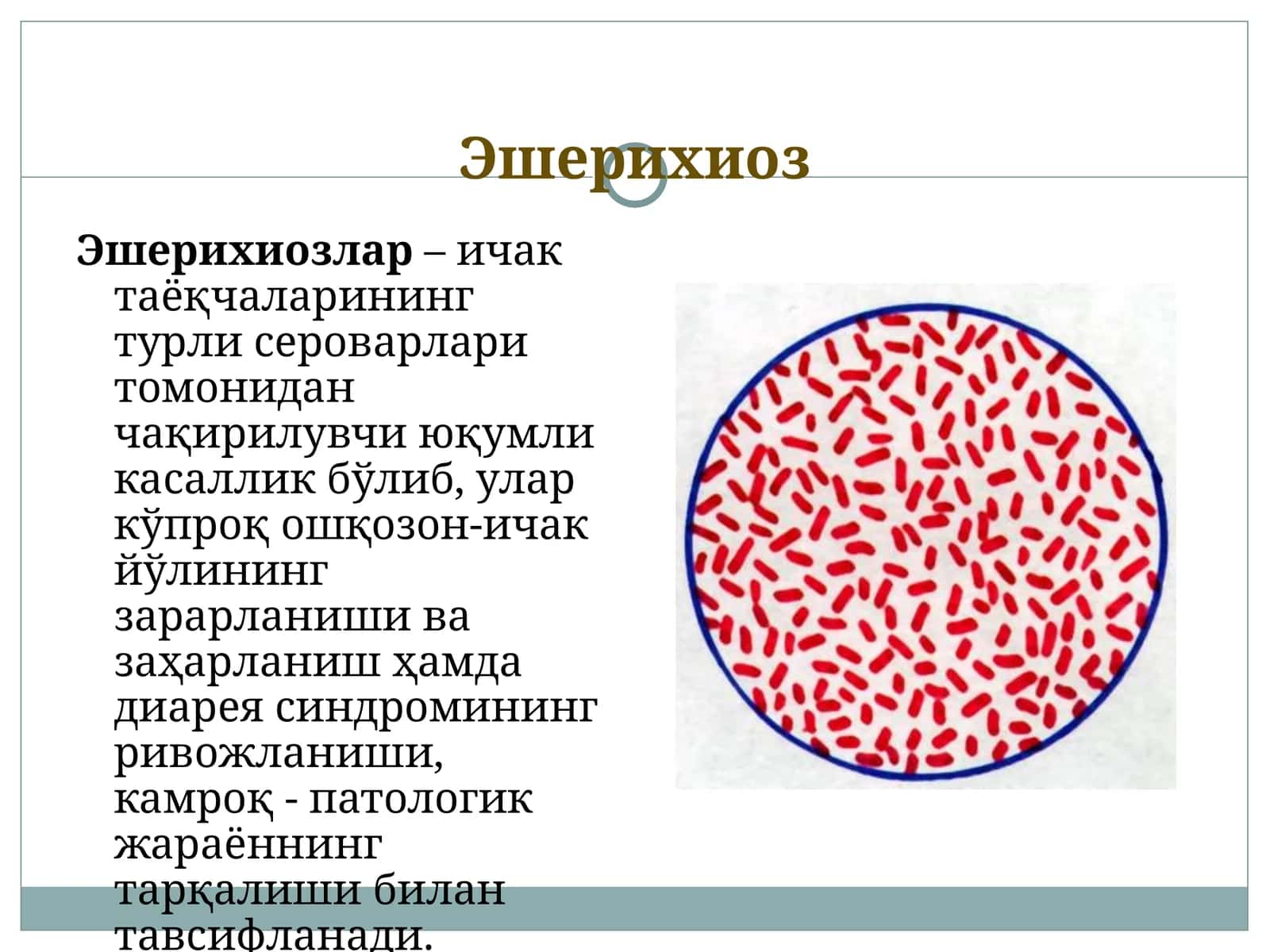 Эшерихиоз 1