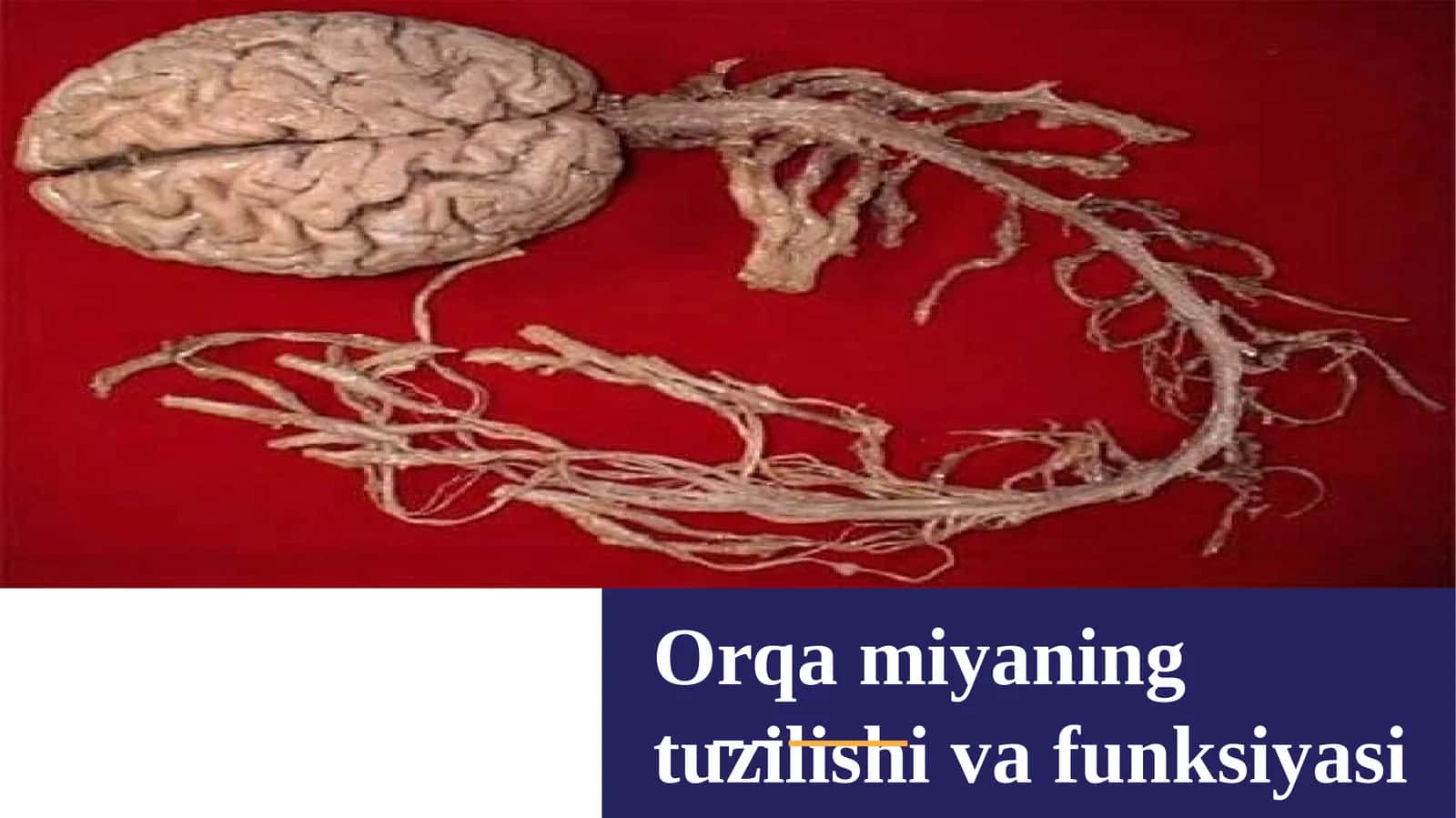 Orqamiyaningtuzilishivafunksiyasi 1