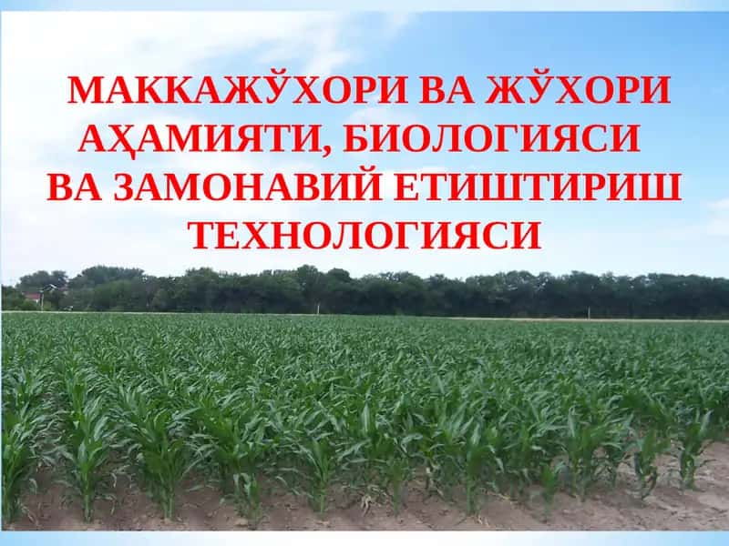 Маккажўхори ва жўхори аҳамияти, биологияси ва замонавий етиштириш технологияси 1