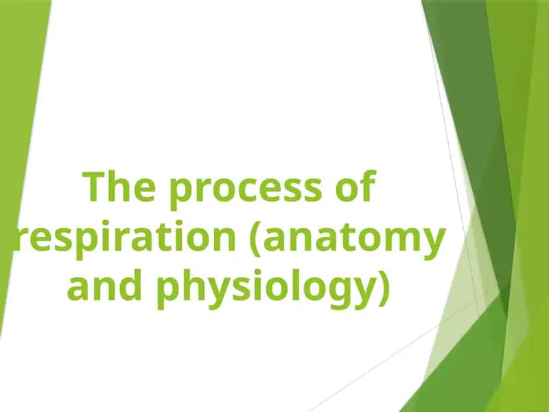 The process of respiration (anatomy and physiology) 1