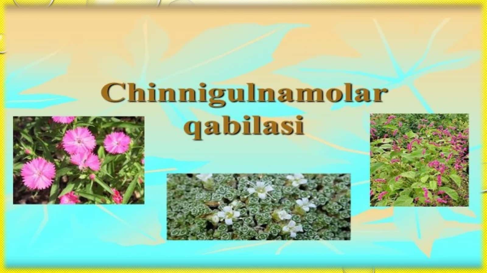 Sho’radoshlar Chenopodiaceae Ventoilasi 1